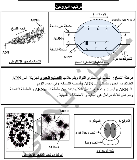 وثائق ونصوص علمية الأستاذ حسين باحمي في العلوم الطبيعية1722484169.pdf